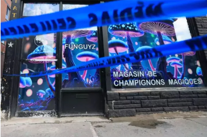 مسمومیت سالانه صدها کبکی با خوردن «قارچ‌های جادویی»